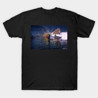 The Drake and the Hen T-Shirt